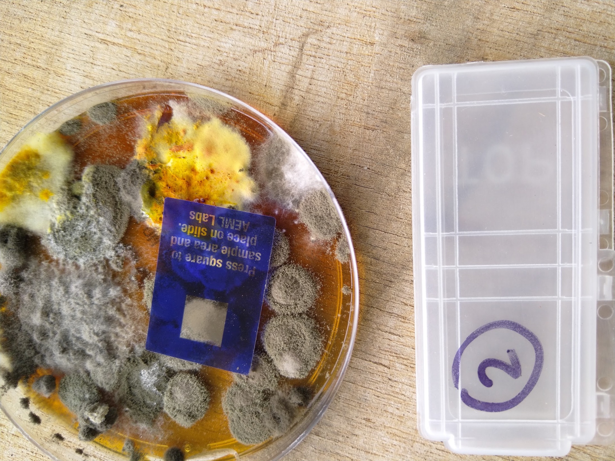 DIY petri dish mould test